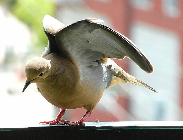 Mourning Dove