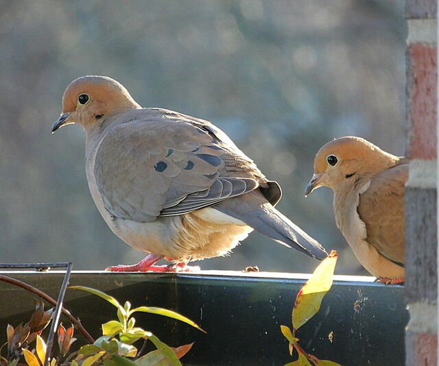 Moarning Bird Mourning Dove