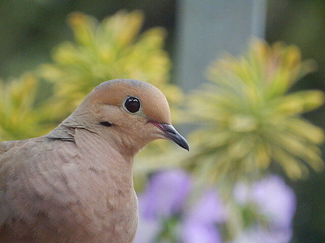 Moarning Bird Mourning Dove