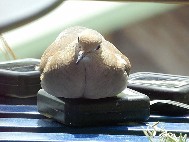 Mourning Dove