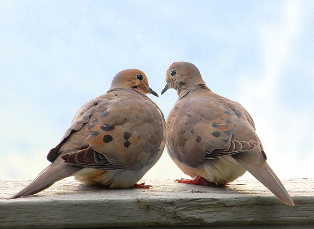 Mourning Dove