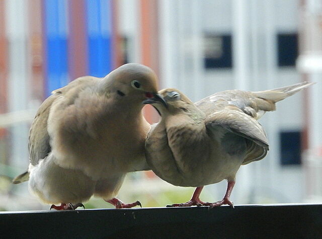 Mourning Dove