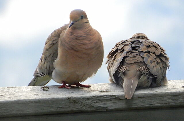 Mourning Dove