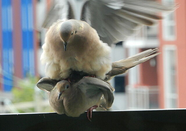 Mourning Dove