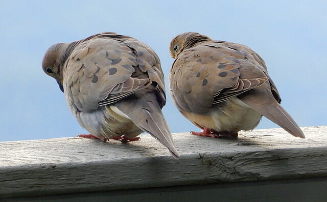 Mourning Dove