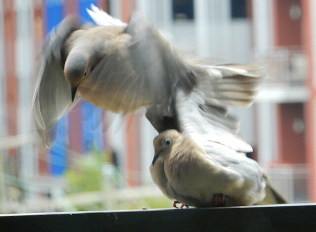 Mourning Dove