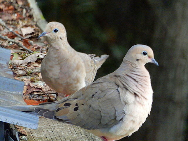 Mourning Dove