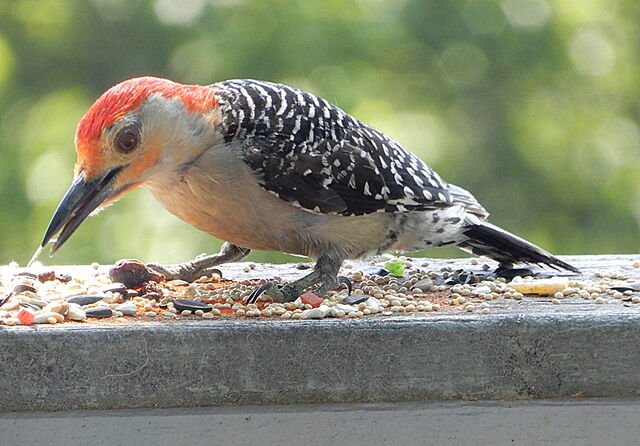 Red-bellied Woodpecker