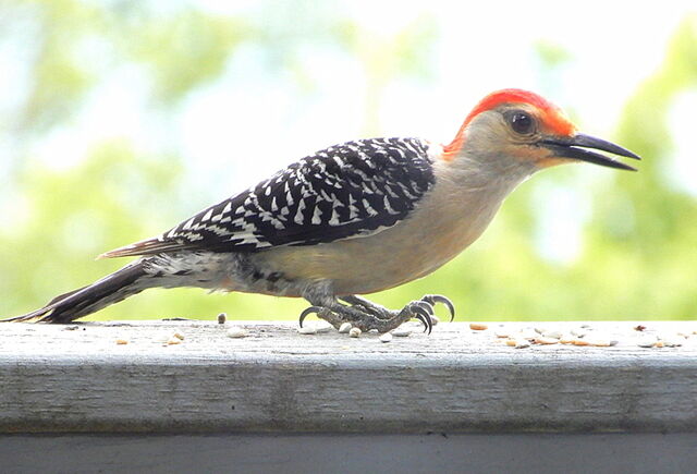 Red-bellied Woodpecker