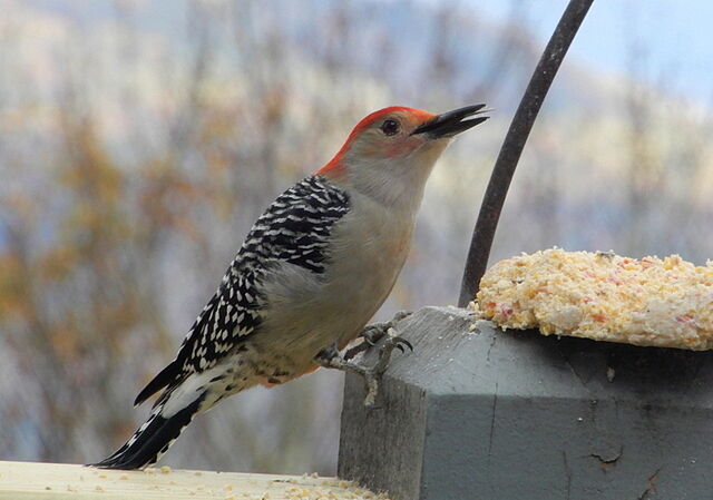 Red-bellied Woodpecker