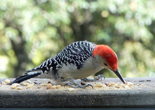 Red-bellied Woodpecker