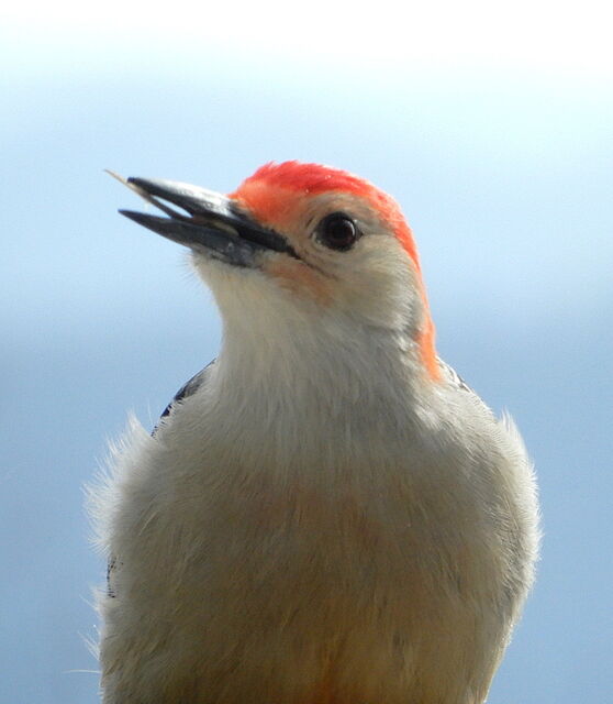 Red-bellied Woodpecker