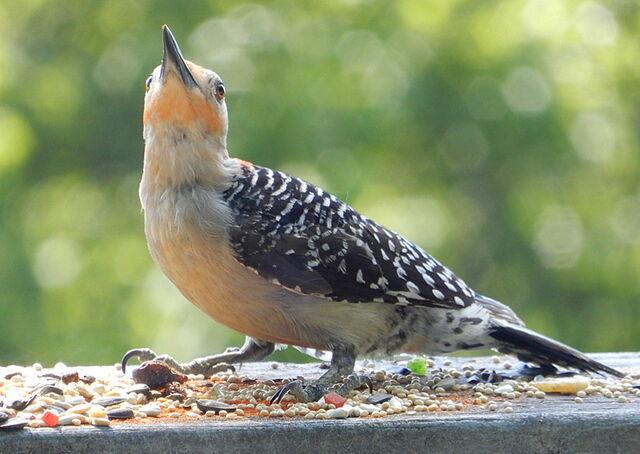 Red-bellied Woodpecker