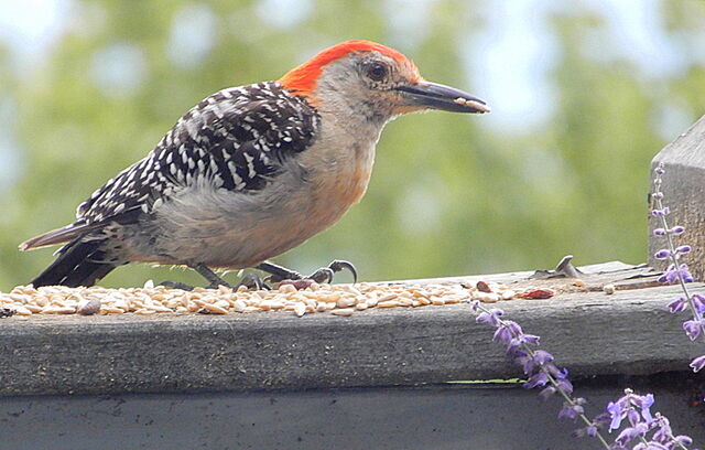 Red-bellied Woodpecker