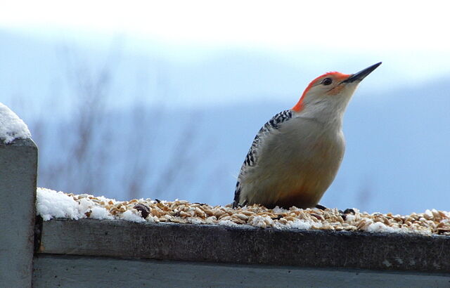Red-bellied Woodpecker