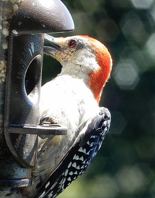 Red-bellied Woodpecker