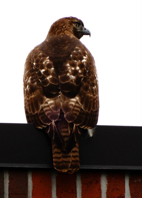 Red-tailed Hawk