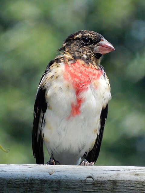Rose-breasted Grosbeak