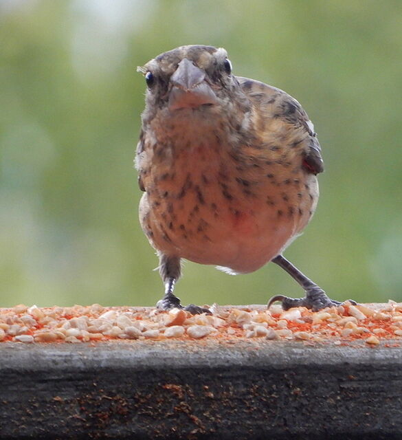 Rose-breasted Grosbeak