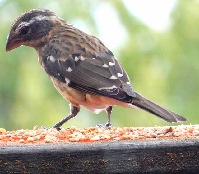 Rose-breasted Grosbeak
