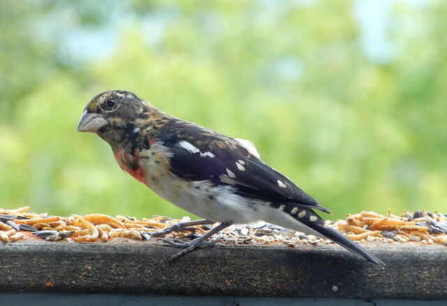 Rose-breasted Grosbeak