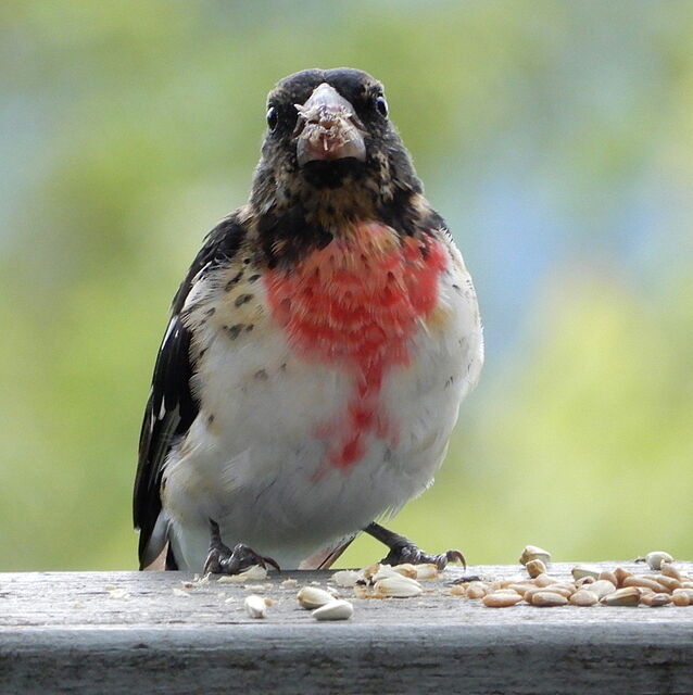 Rose-breasted Grosbeak