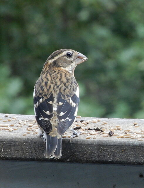 Rose-breasted Grosbeak