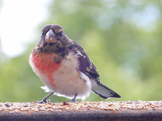 Rose-breasted Grosbeak