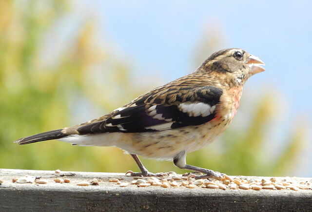 Rose-breasted Grosbeak