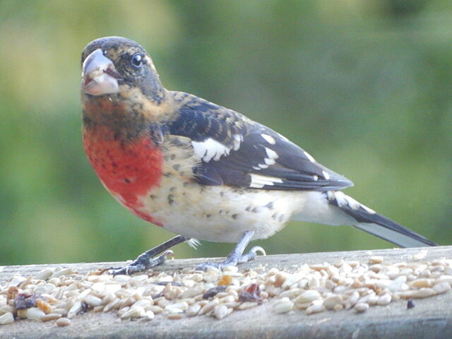 Rose-breasted Grosbeak