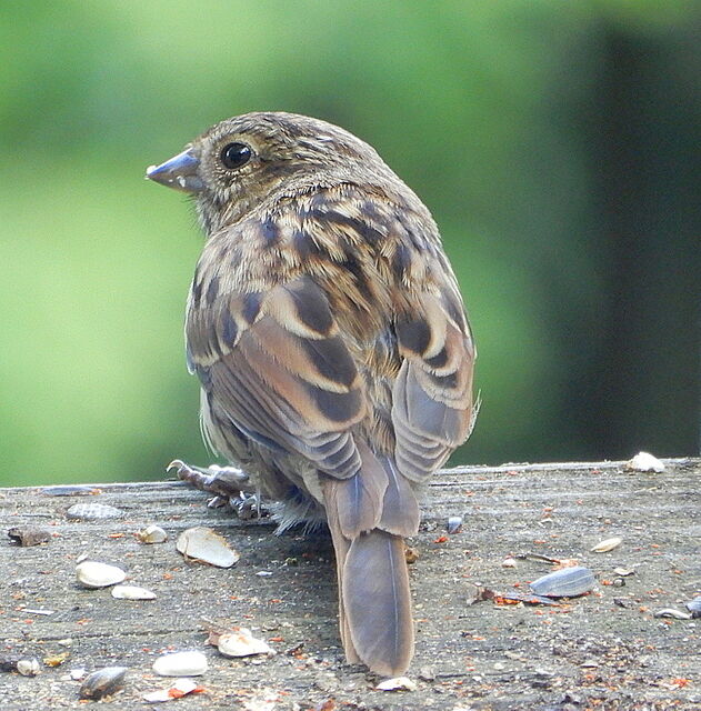 Song Sparrow