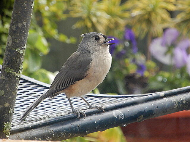 Tufted Titmouse