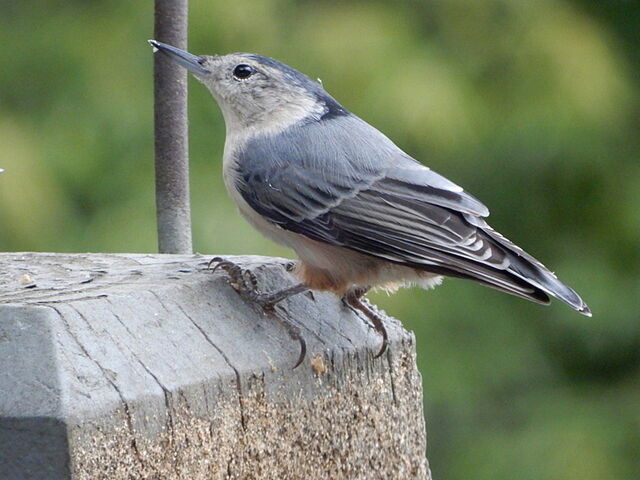 White-breasted Nuthatch