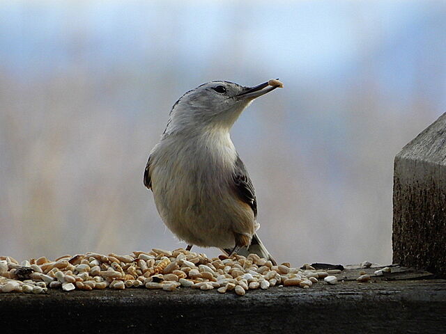 White-breasted Nuthatch