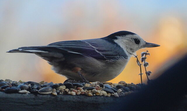 White-breasted Nuthatch