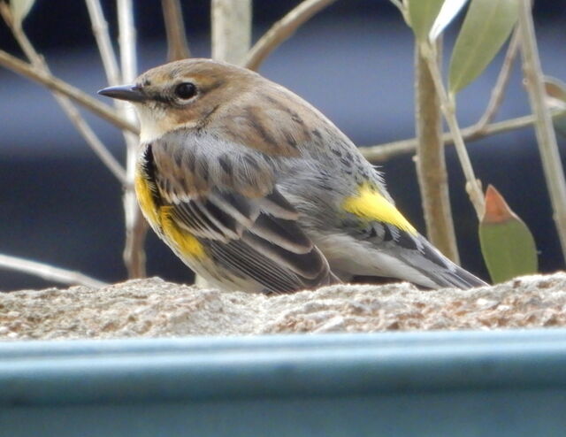Yellow-rumped Warbler