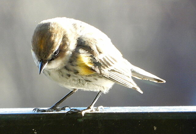 Yellow-rumped Warbler