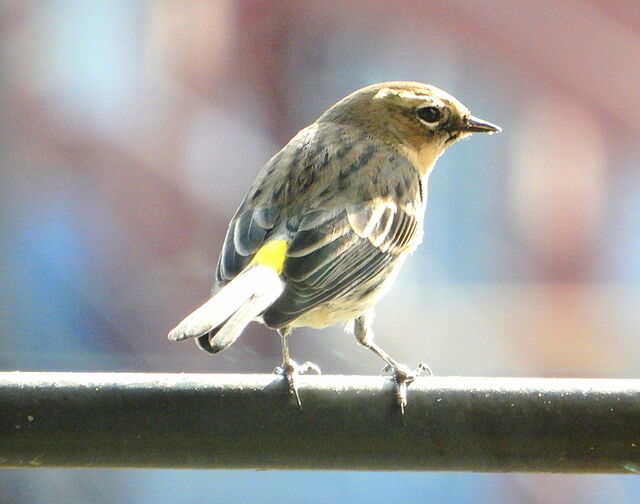 Yellow-rumped Warbler