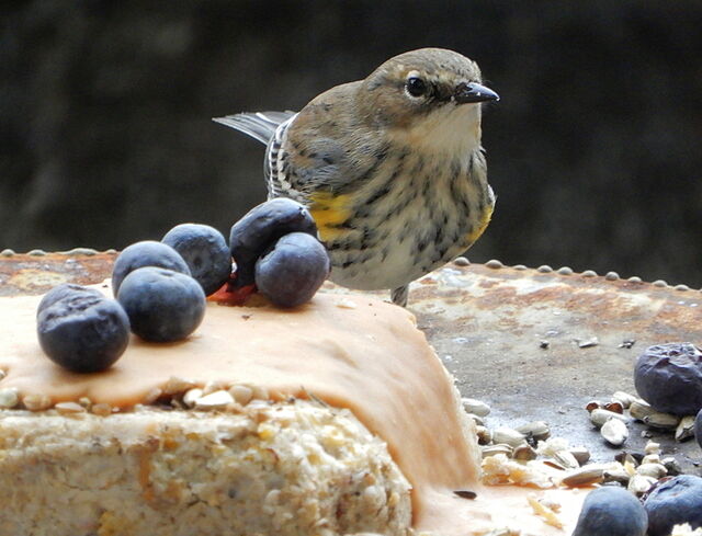 Yellow-rumped Warbler