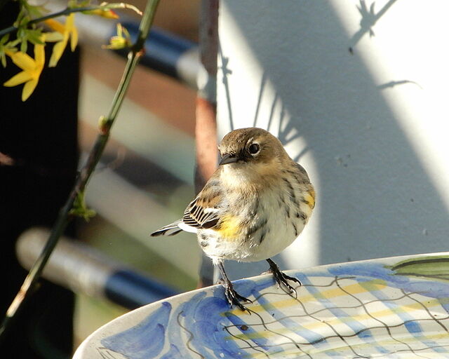 Yellow-rumped Warbler