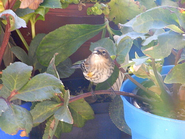 Yellow-rumped Warbler