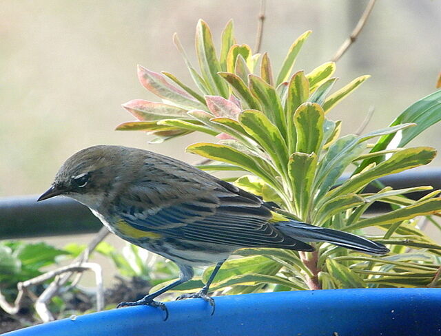 Yellow-rumped Warbler