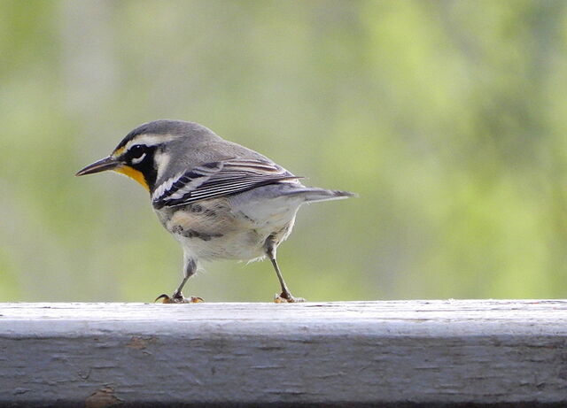 Yellow-throated Warbler