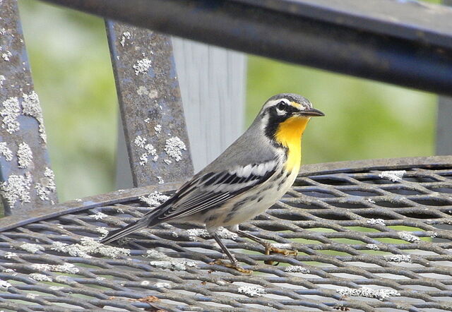 Yellow-throated Warbler