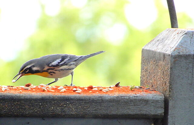 Yellow-throated Warbler