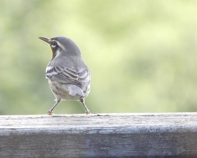 Yellow-throated Warbler