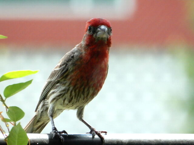 House Finch