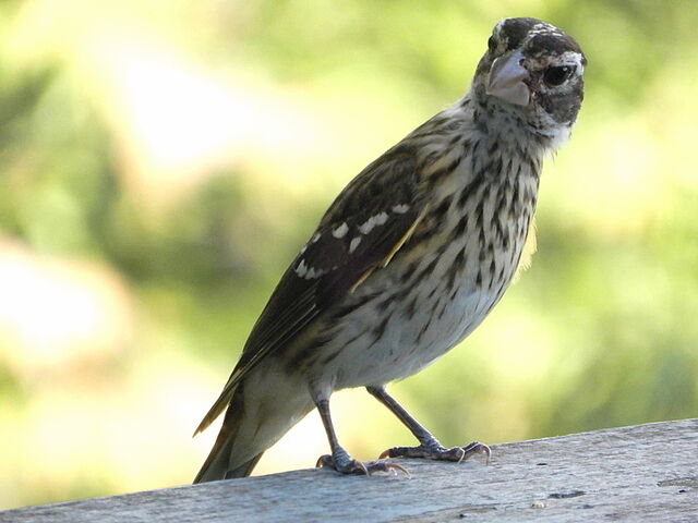 Rose-breasted Grosbeak