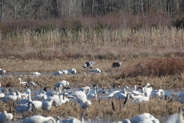 Sandhill Crane