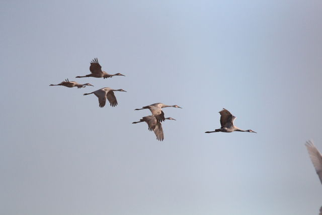 Sandhill Crane